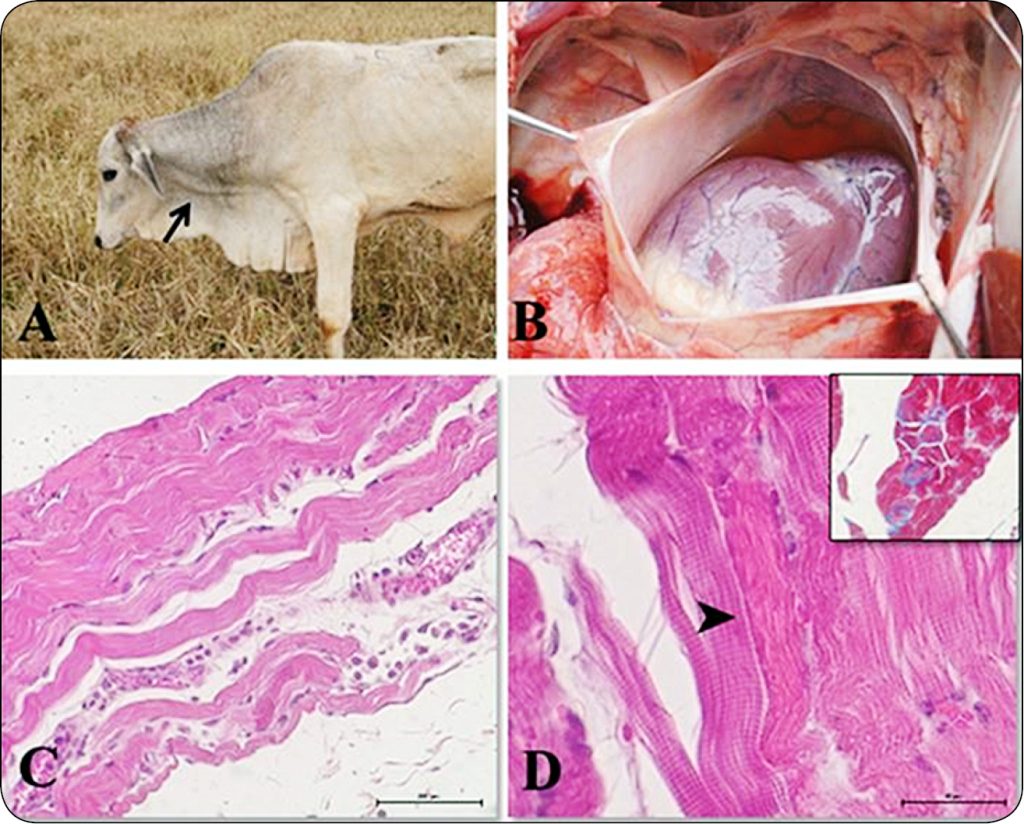 WWT_1_24_Marcin_Wojtkowiak_ZATRUCIA_JONOFORAMI_U_BYDLA_RYC_1