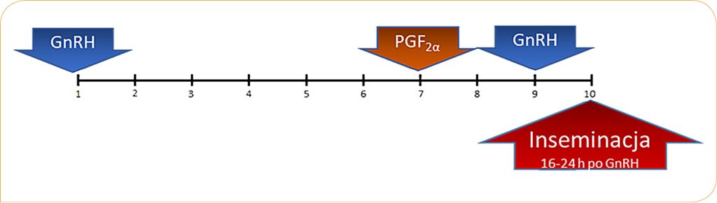ROZROD_BYDLA_24_Bartosz_Pawlinski_SYSTEM_OVSYNCH_RYC_1