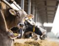 ROZROD_BYDLA_24_Sebastian_Smulski_MASTITIS_ROZROD_BYDLA_iStock-1470677566