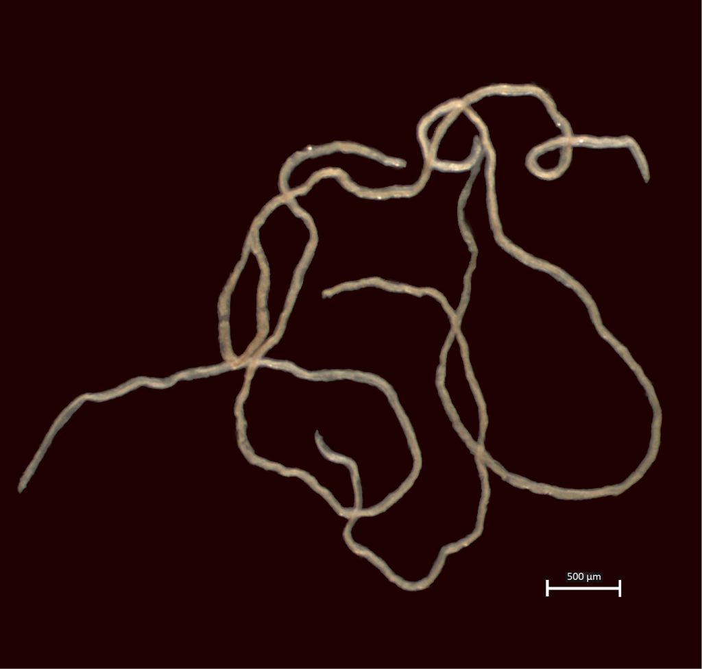 Parazytologia kotów