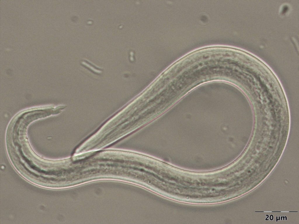 Parazytologia kotów