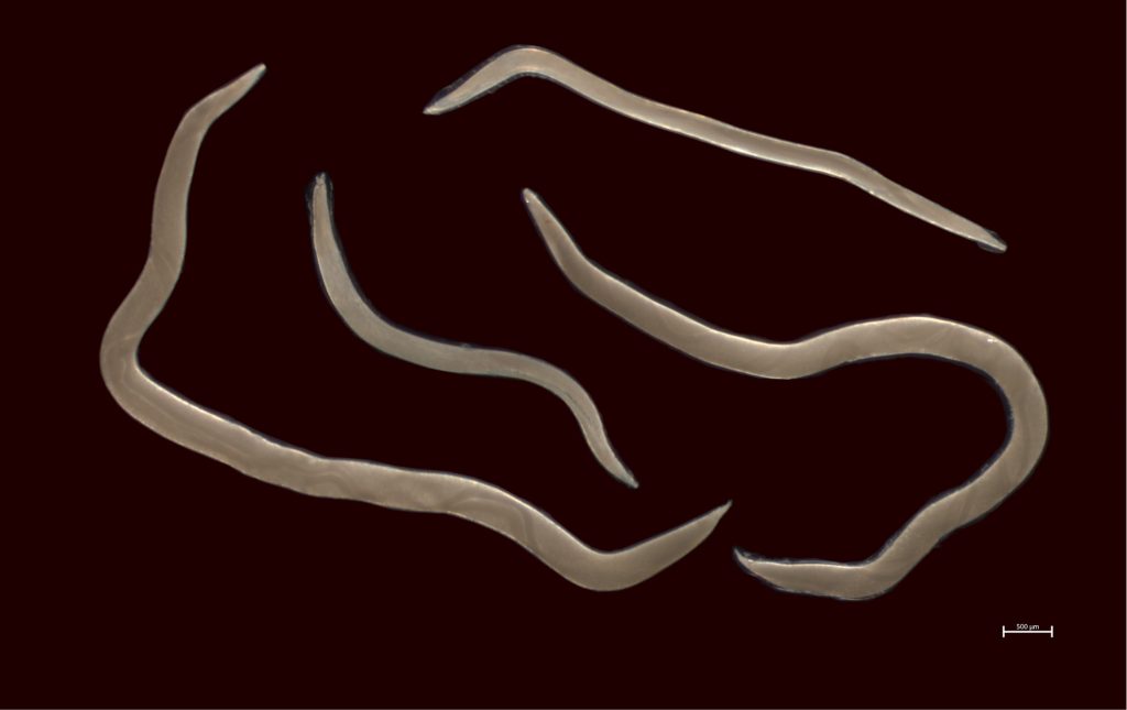 Parazytologia kotów