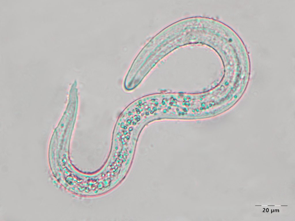 Parazytologia kotów