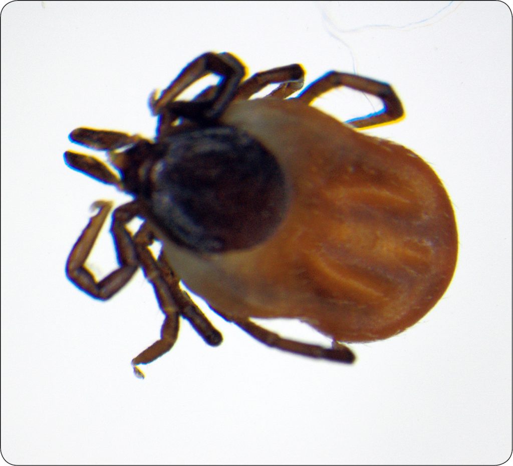 WWP_3_24_Lukasz_Adaszek_KLESZCZE_JAKO_WEKTORY_RICKETTSIA_RYC_1