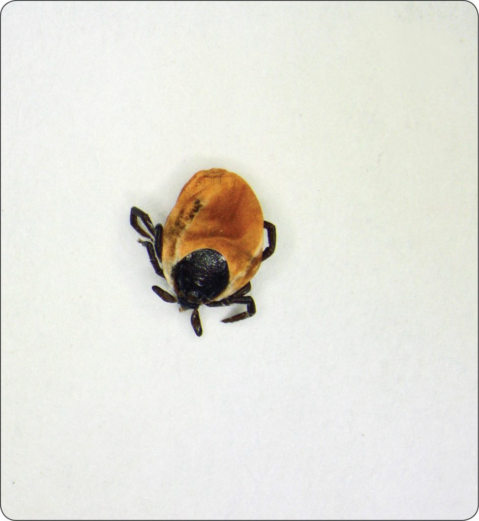 WWP_3_24_Lukasz_Adaszek_KLESZCZE_JAKO_WEKTORY_RICKETTSIA_RYC_2