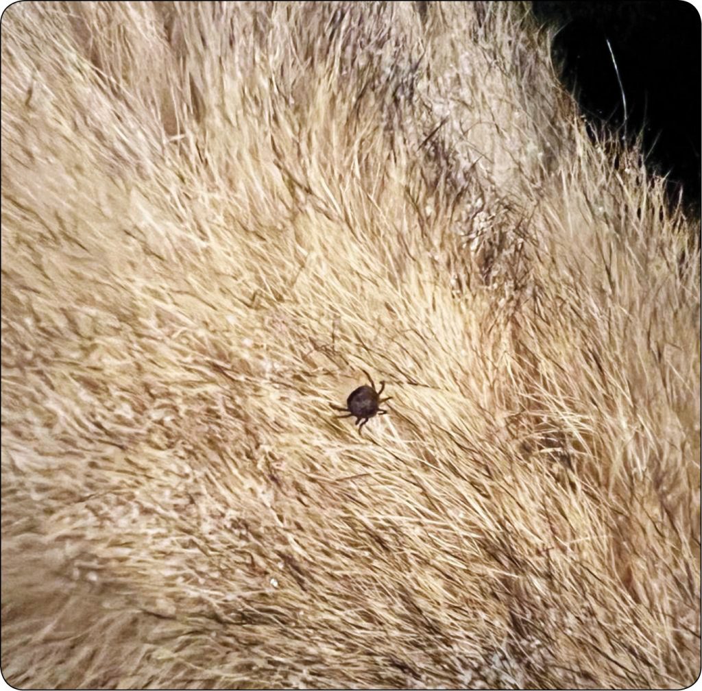 WWP_3_24_Lukasz_Adaszek_KLESZCZE_JAKO_WEKTORY_RICKETTSIA_RYC_3 rickettsia