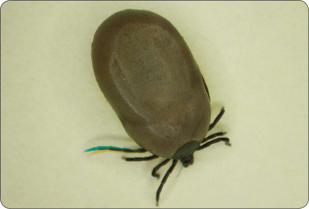 WWP_3_24_Lukasz_Adaszek_KLESZCZE_JAKO_WEKTORY_RICKETTSIA_RYC_5 rickettsia