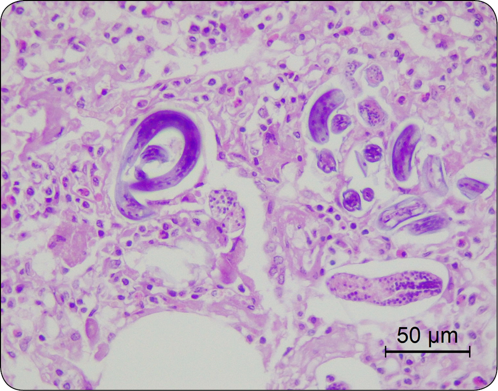 WWP_3_24_Izabela_Janus_ZMIANY_W_PRAWEJ_CZESCI_SERCA_RYC_6_A