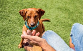 WWP_3_24_Michal_Ceregrzyn_SKUTECZNE_ZWALCZANIE_PCHEL_I_KLESZCZY_RYC_1