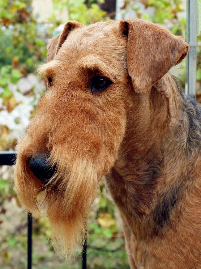 VET_PERSONEL_1_16_Eliza_Tomczak_GROOMING_WYSTAWOWY_AIREDALE_TERRIERA_RYC_10