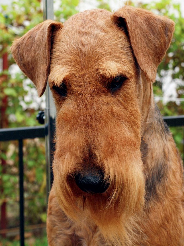 VET_PERSONEL_1_16_Eliza_Tomczak_GROOMING_WYSTAWOWY_AIREDALE_TERRIERA_RYC_11