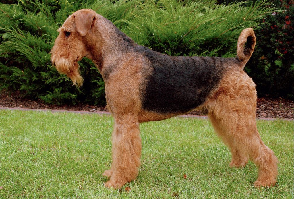 VET_PERSONEL_1_16_Eliza_Tomczak_GROOMING_WYSTAWOWY_AIREDALE_TERRIERA_RYC_12