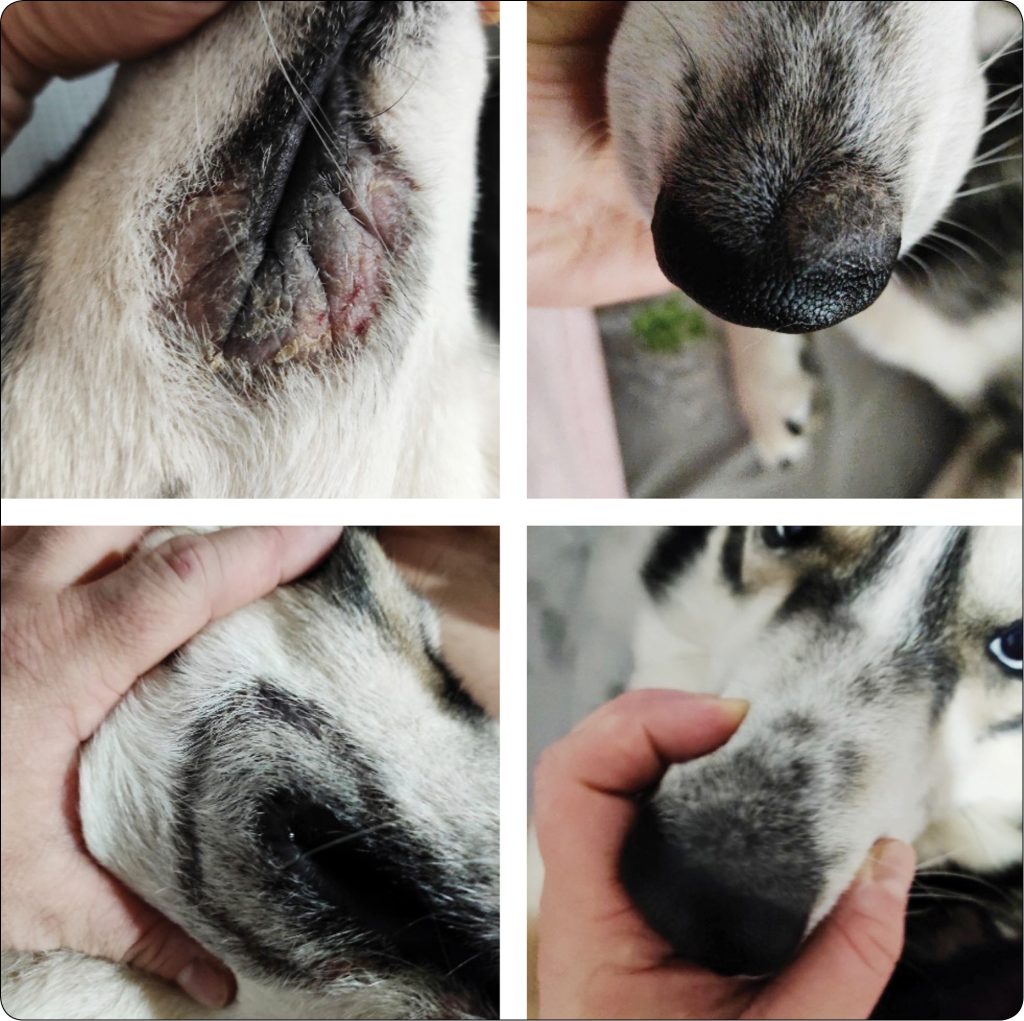 WWP_4_24_dermatologia_Monika_Pozniak_DERMATOFITOZA_RAZ_JESZCZE_RYC_6 dermatofitoza