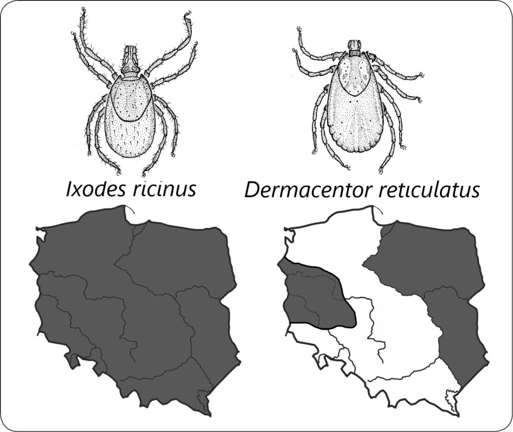 WWP_4_24_choroby_zakazne_Klaudiusz_Szczepaniak_INWAZJE_KLESZCZY_W_POLSCE_RYC_3 inwazje kleszczy