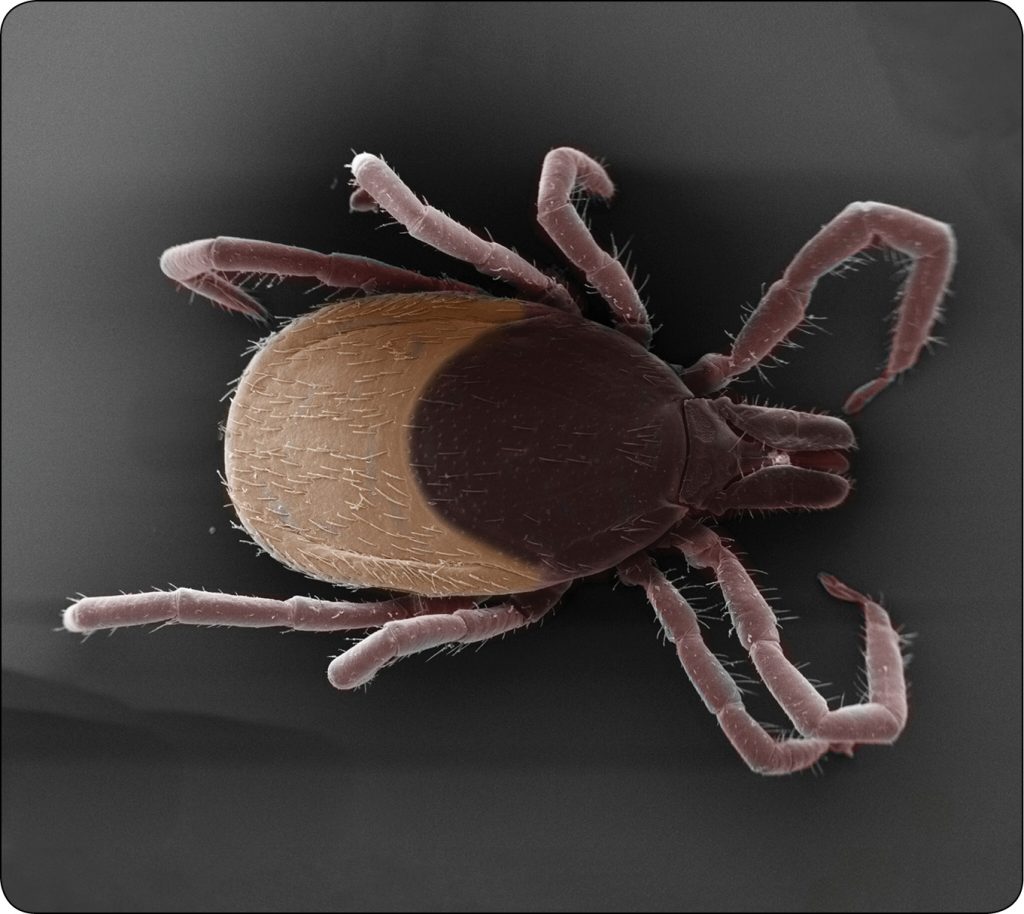 WWP_4_24_choroby_zakazne_Klaudiusz_Szczepaniak_INWAZJE_KLESZCZY_W_POLSCE_RYC_6 inwazje kleszczy