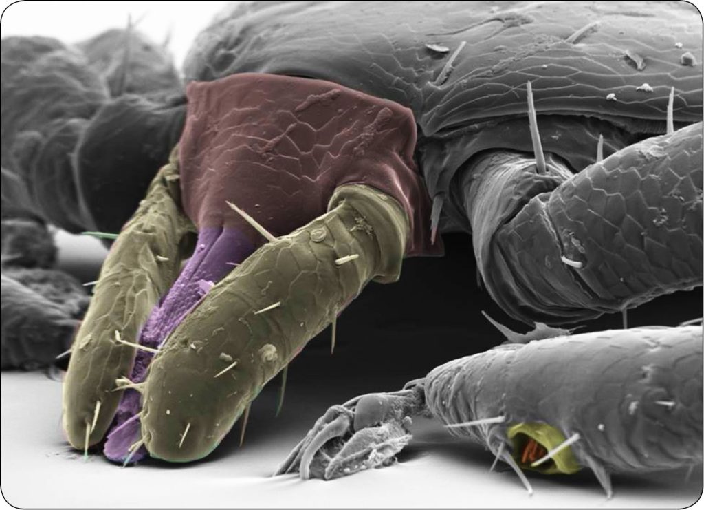 WWP_4_24_choroby_zakazne_Klaudiusz_Szczepaniak_INWAZJE_KLESZCZY_W_POLSCE_RYC_7 inwazje kleszczy