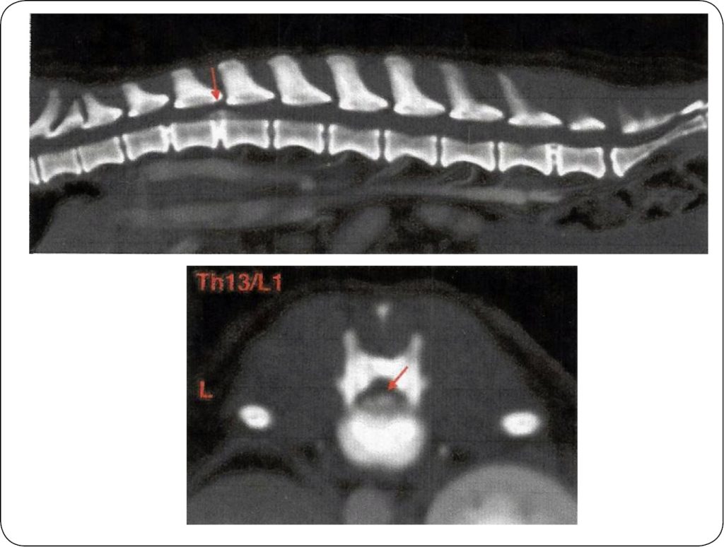 WWP_4_24_Magdalena_Plewa_NAUKA_CHODU_RDZENIOWEGO_RYC_1