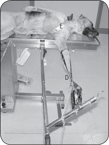 WWP_4_24_chirurgia_Gian_Luca_Rovesti_STUDIUM_BADAWCZE_NA_KADAWERACH_RYC_2