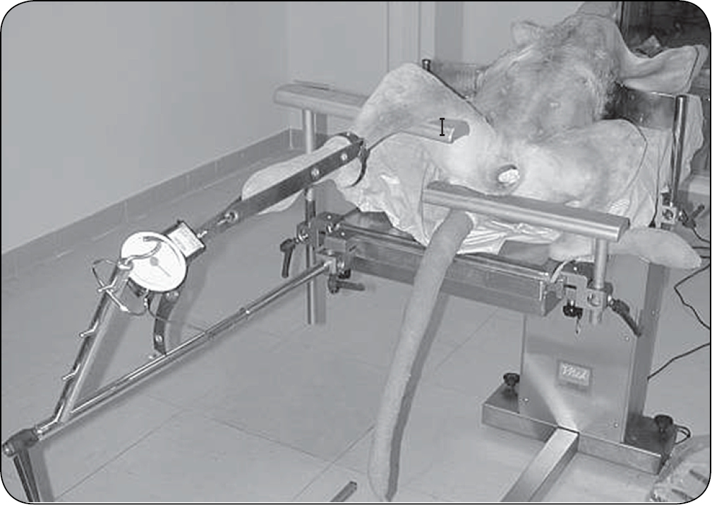 WWP_4_24_chirurgia_Gian_Luca_Rovesti_STUDIUM_BADAWCZE_NA_KADAWERACH_RYC_5 technika trakcji szkieletowej