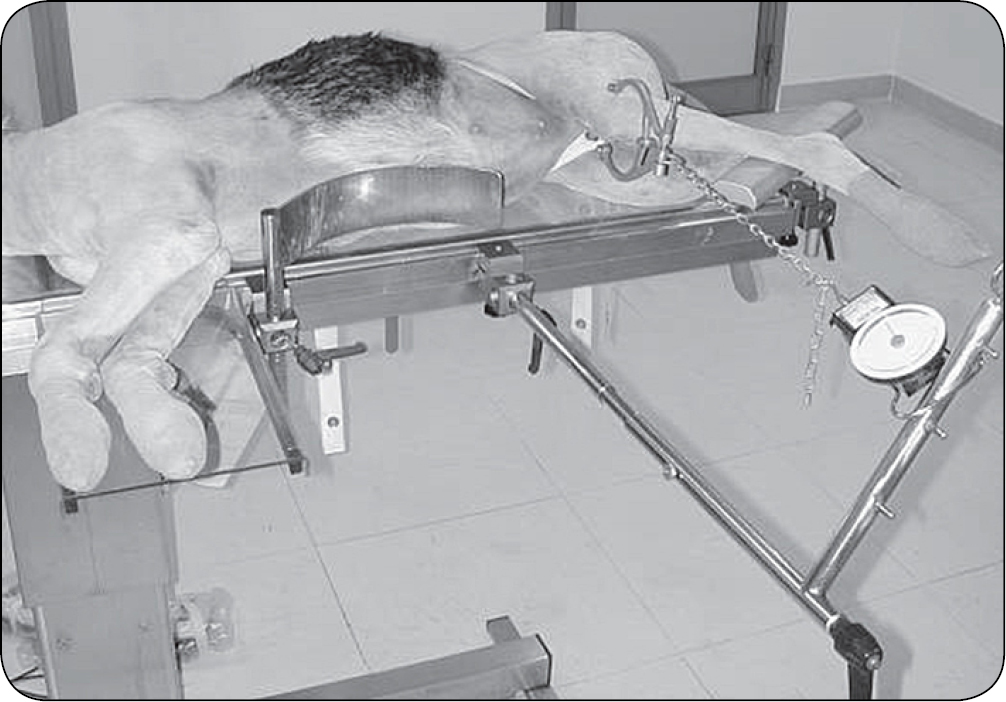 technika trakcji szkieletowej