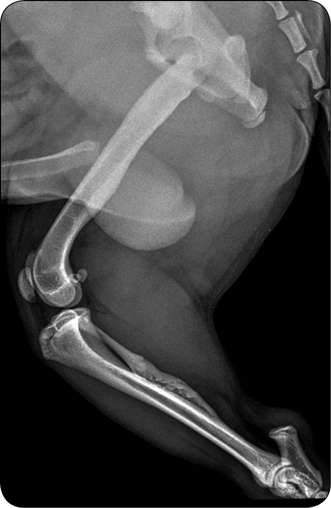 WWP_4_24_Jaroslaw_Salek_ZAPALENIE_KOSCI_I_SZPIKU_U_SZCZENIAKA_RYC_6 Zapalenie kości i szpiku u szczeniaka