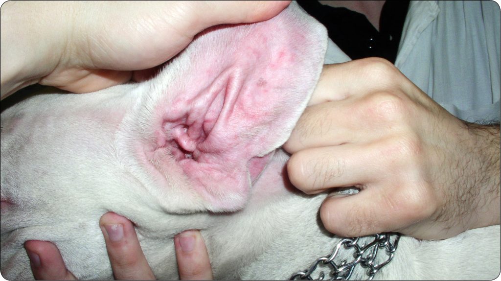 WWP_4_24_Dorota_Pomorska-Handwerker_SZAMPONOTERPIA_SUPLEMENTACJA_KWASOW_TLUSZCZOWYCH_RYC_2