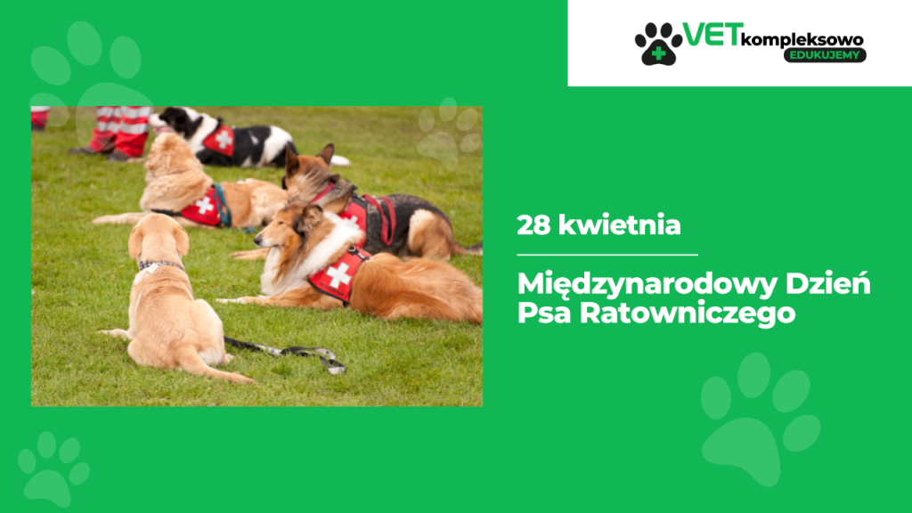 28 kwietnia Międzynarodowy Dzień Psa Ratowniczego