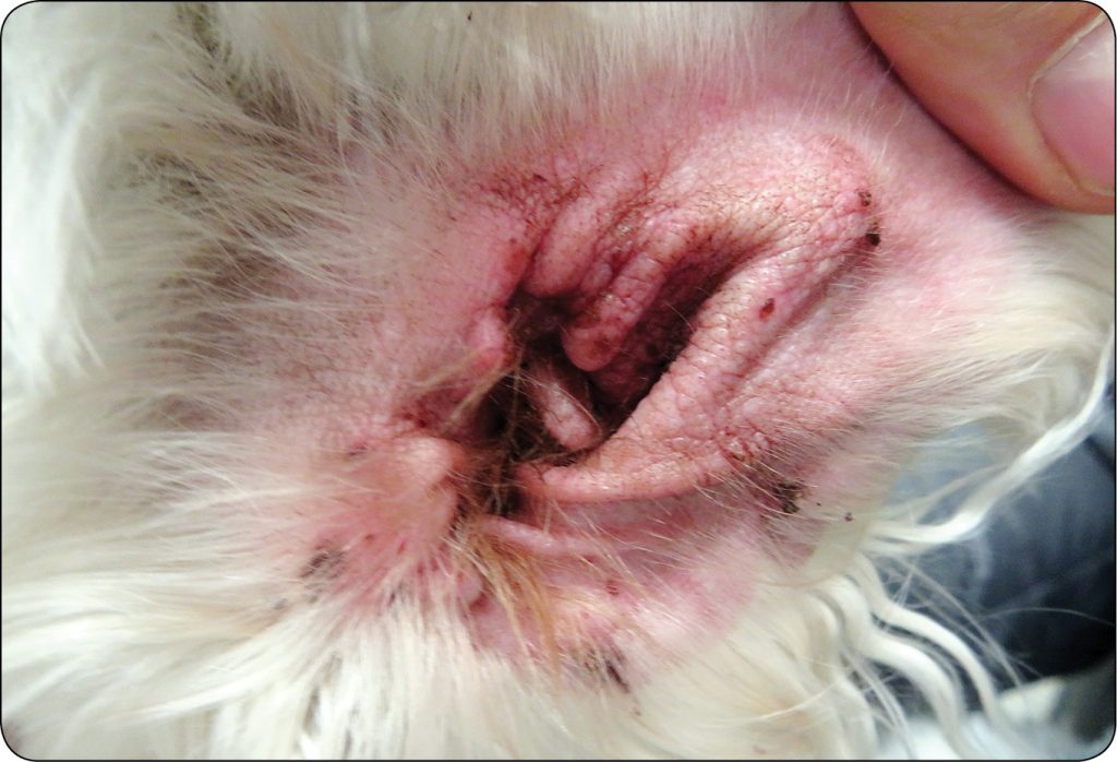 ENDO-DERMA_23_Piotr_Wilkolek_CHOROBY_ZEWNETRZNEGO_PRZEWODU_SLUCHOWEGO_RYC_1