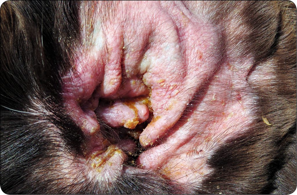 ENDO-DERMA_23_Piotr_Wilkolek_CHOROBY_ZEWNETRZNEGO_PRZEWODU_SLUCHOWEGO_RYC_2