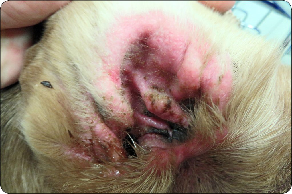 ENDO-DERMA_23_Piotr_Wilkolek_CHOROBY_ZEWNETRZNEGO_PRZEWODU_SLUCHOWEGO_RYC_3