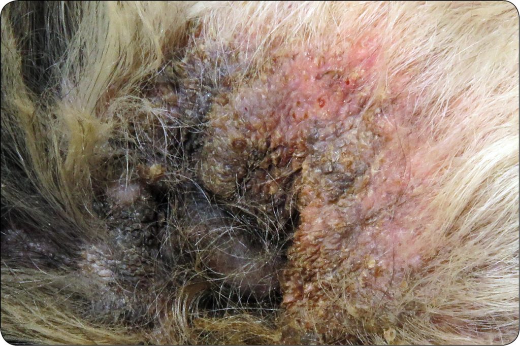 ENDO-DERMA_23_Piotr_Wilkolek_CHOROBY_ZEWNETRZNEGO_PRZEWODU_SLUCHOWEGO_RYC_5