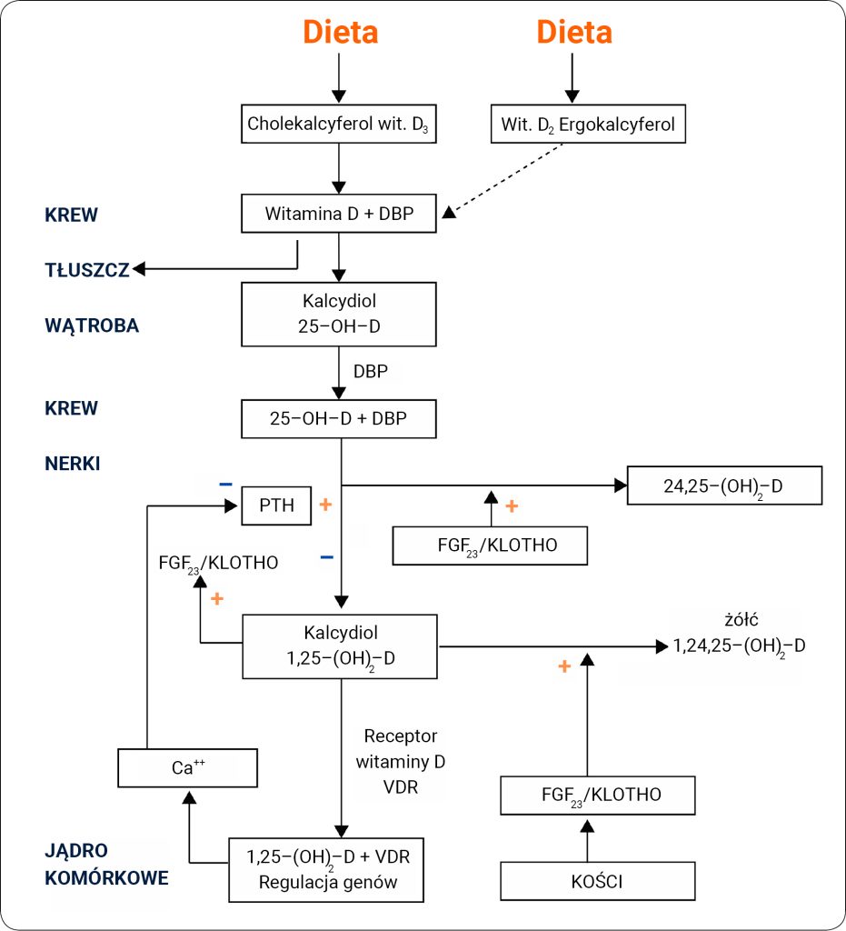 ENDO-DERMA_23_Krystyna_Pierzchala-Koziec_GOSPODARKA_WODNA_I_MINERALNA_SCHEM_1
