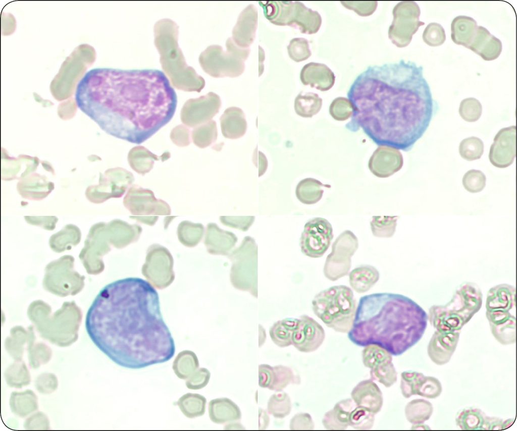 KONIE_24_Marzena_Paszkowska_KIEDY_WARTO_ZLECIC_ROZMAZ_KRWI_U_KONI_RYC_6