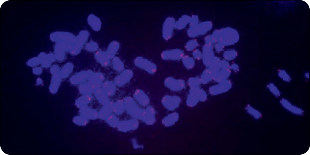 KONIE_24_Pawel_Kordowitzki_TRANSFER_JADRA_KOMORKI_SOMATYCZNEJ_RYC_5