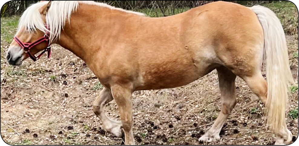 KONIE_24_Marta_Rykala_WALKA_Z_HIPERINSULINEMIA_RYC_5_A