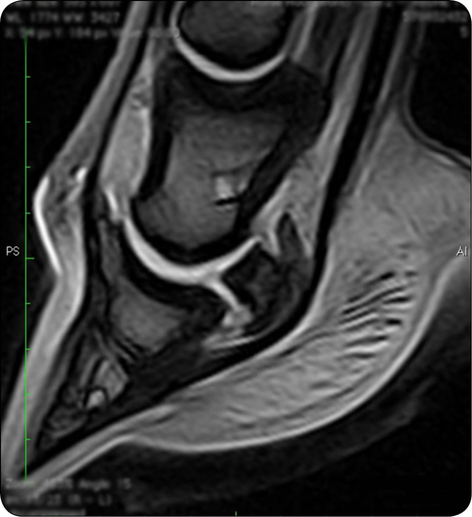 KONIE_24_Marta_Mieszkowska_TRZESZCZKA_KOPYTOWA_REZONANS_MAGNETYCZNY_RYC_1