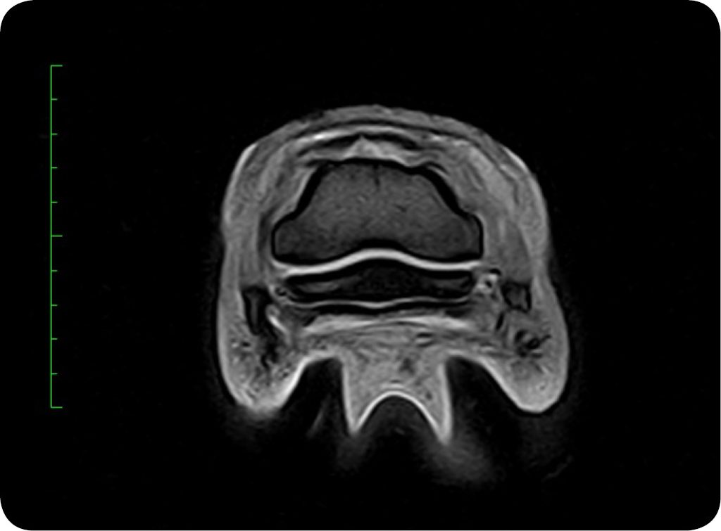 KONIE_24_Marta_Mieszkowska_TRZESZCZKA_KOPYTOWA_REZONANS_MAGNETYCZNY_RYC_3