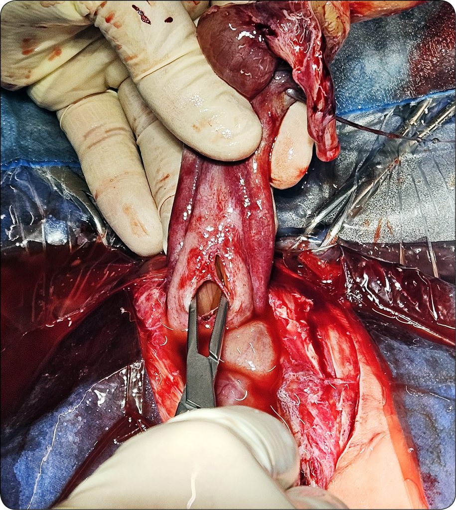 KONIE_24_Joanna_Bierla_UROPERITONEUM_U_ZREBIAT_RYC_3