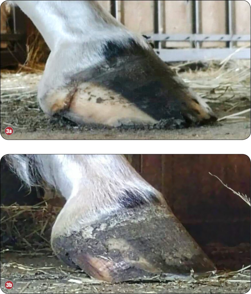 KONIE_24_Magdalena_Senderska-Plonowska_KAT_PODESZWOWY_UKLAD_RUCHU_KONI_RYC_3