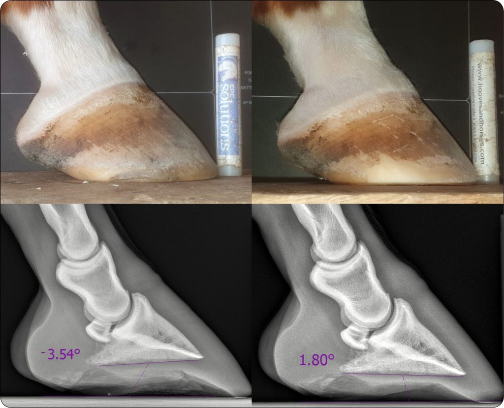 KONIE_24_Magdalena_Senderska-Plonowska_KAT_PODESZWOWY_UKLAD_RUCHU_KONI_RYC_4