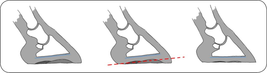KONIE_24_Magdalena_Senderska-Plonowska_KAT_PODESZWOWY_UKLAD_RUCHU_KONI_SCHEM_2