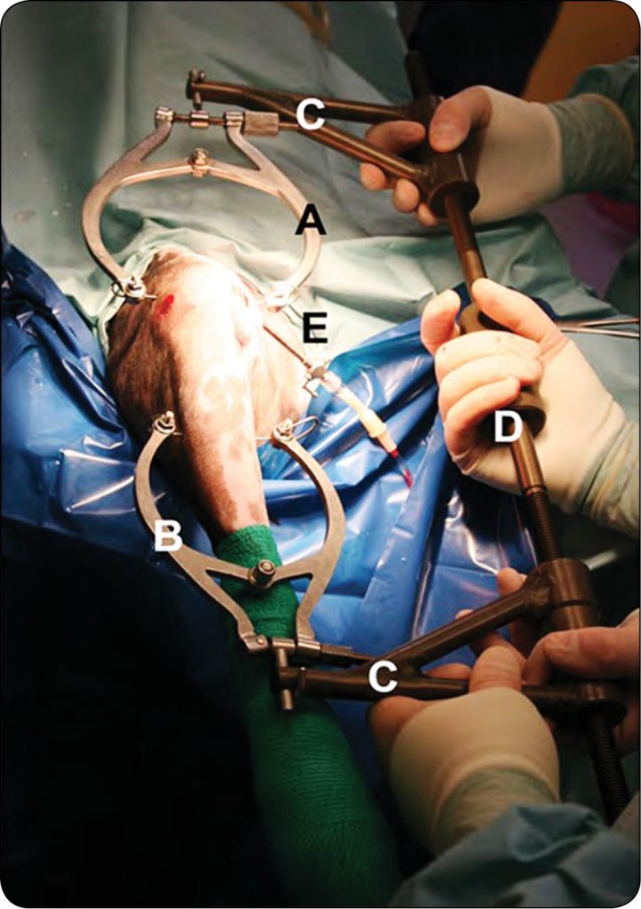 WWP_5_24_chirurgia_Gian_Luca_Rovesti_DYSTRAKTOR_STAWU_KOLANOWEGO_U_PSOW_RYC_1