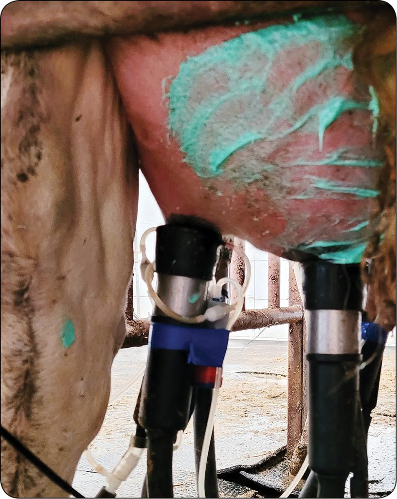 WWT_2_24_Aleksandra_Kalinska_ROZNE_OBLICZA_MASTITIS_U_KROW_MLECZNYCH_RYC_1_A