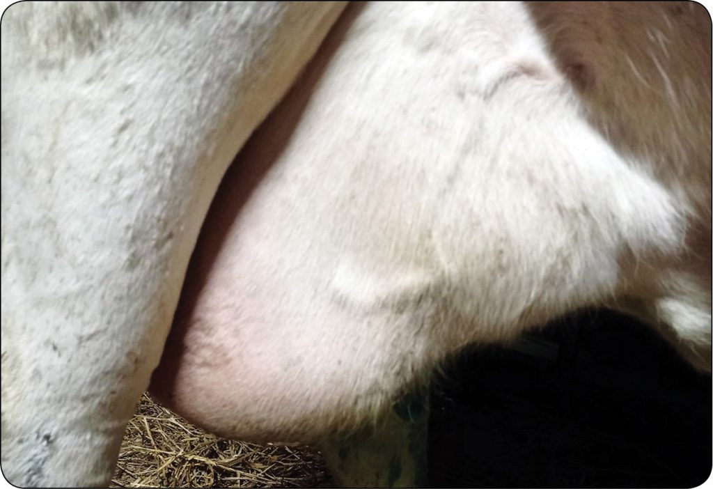 WWT_2_24_Aleksandra_Kalinska_ROZNE_OBLICZA_MASTITIS_U_KROW_MLECZNYCH_RYC_1_B