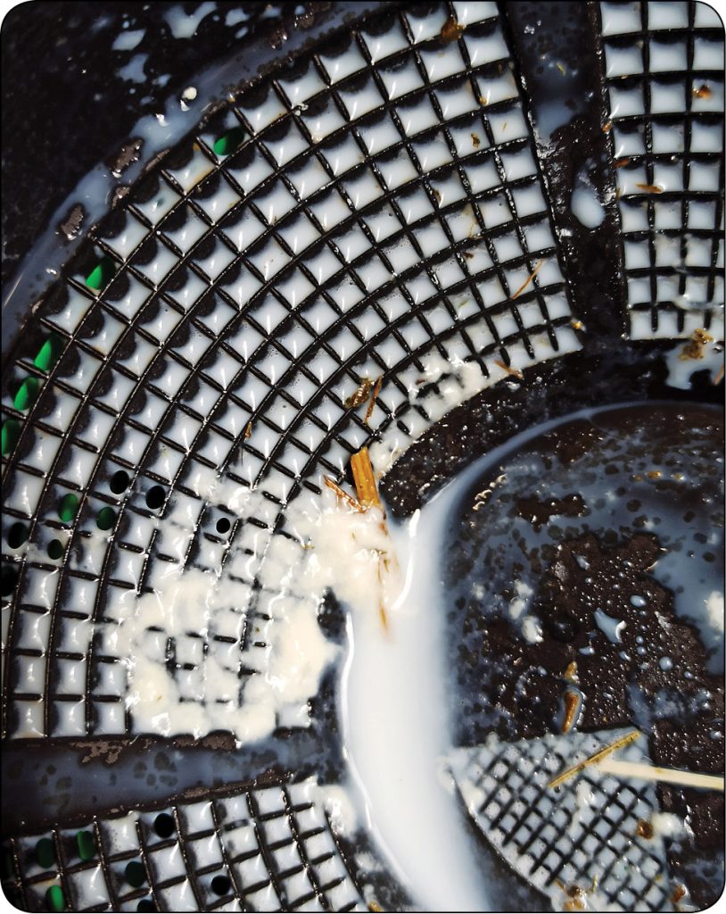 WWT_2_24_Aleksandra_Kalinska_ROZNE_OBLICZA_MASTITIS_U_KROW_MLECZNYCH_RYC_1_C