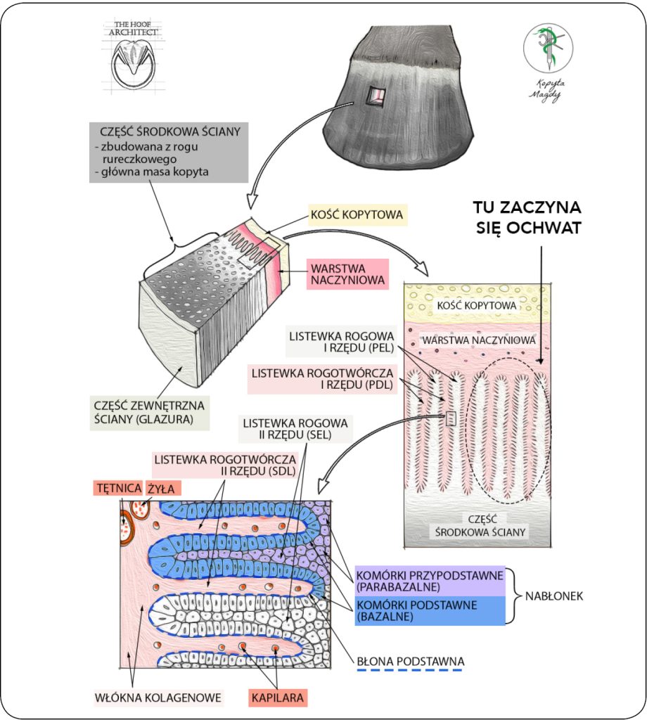 WWT_2_24_Magdalena_Senderska-Plonowska_LECZENIE_OCHWATU_PATOMECHANIZM_RYC_1