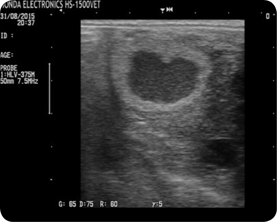 WWT_2_24_Andrzej_Ras_PRZEBIEG_OKRESU_OKOLORUJOWEGO_RYC_4_A