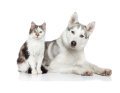 Enteropatie w aspekcie zaburzeń mikrobiomu u psów i kotów