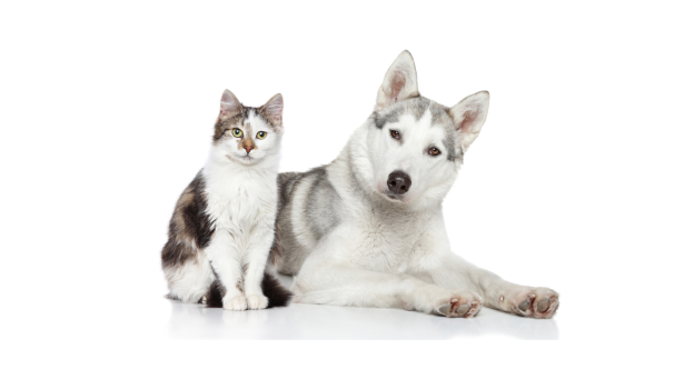 Enteropatie w aspekcie zaburzeń mikrobiomu u psów i kotów