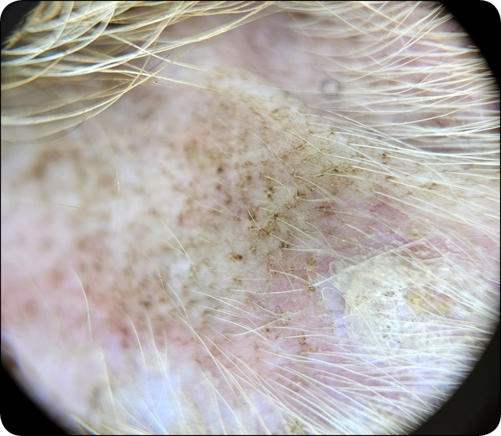 ENDO-DERMA_24_Agnieszka_Gecewicz_DIAGNOSTYKA_SWIADU_U_PSOW_I_KOTOW_RYC_14